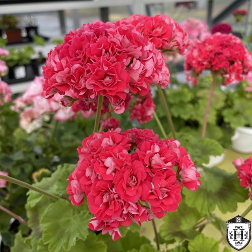 Pelargonium 'Celecta Julia' - Pelargoon 'Celecta Julia' P9/0,55L